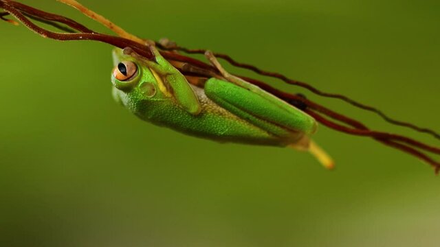 White-lipped tree frog (Nyctimystes infrafrenatus) hanging on the Ficus aerial roots 