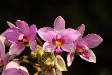 Spathoglottis papuana from West Papua, Indonesia.