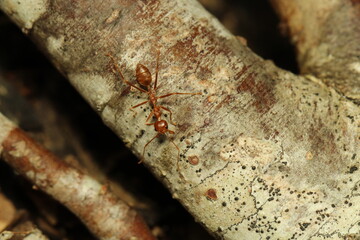 fire ant walking on the white trunk 