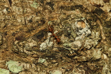 Fire ant walking on the white brownish trunk