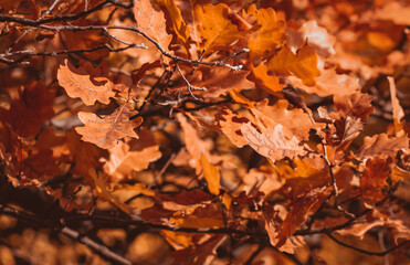 A branch of an oak with yellow leaves on a blurred background of an autumn forest