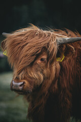 Profil vache Highland