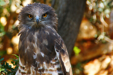 owl in the forest. owl sitting on a branch