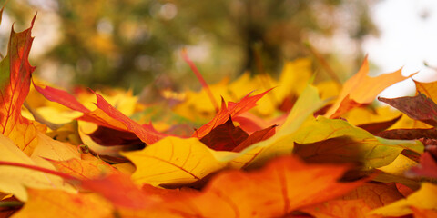 Beautiful colored maple leaves in the park, close up. Autumn mood.
