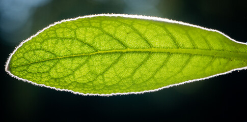 close up of leaf