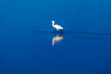 Fototapeta na wymiar Egret in the swamp . Single white bird in the blue water 