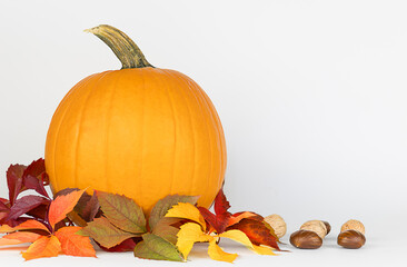 Autumn composition for thanksgiving day. Pumpkin, autumn leaves, nuts, on white background.