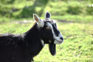 domestic cute goat grazing in the meadow