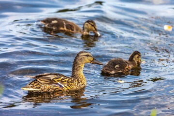 Bird wild duck with ducklings on the water pond in the summer
