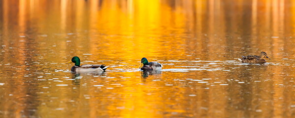 Ducks in the autumn pond