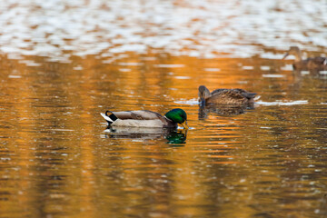 Ducks in the autumn pond