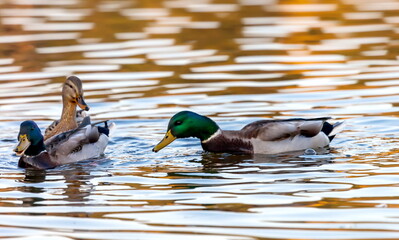 Ducks in the autumn pond
