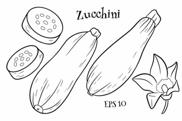 Zucchini set. Fresh sliced zucchini and flower.