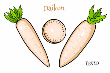 Daikon set. Fresh daikon and sliced wedges.