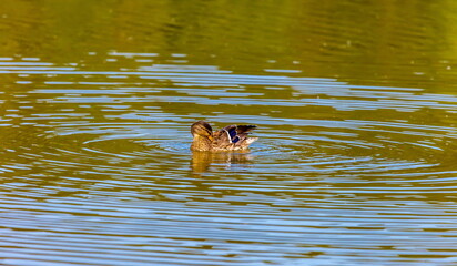 Ducks on the water pond in summer closeup