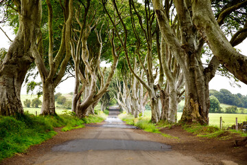Spectacular Dark Hedges in County Antrim, Northern Ireland on cloudy foggy day. Avenue of beech trees along Bregagh Road between Armoy and Stranocum. Empty road without tourists