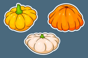 Squash set. Fresh squash yellow, orange and beige.
