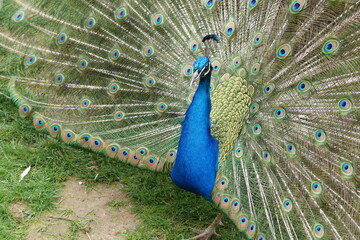 Naklejka premium Paon qui fait la roue