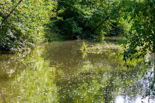 Overgrown river with reflection of trees in the water
