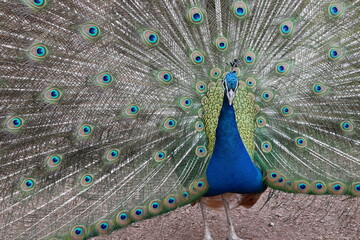 Obraz premium Paon qui fait la roue