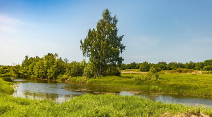 Fototapeta premium Landscape with river, birch, trees, shrubs and grass against blue sky in summer