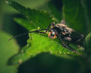 bug on leaf