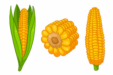 Corn set. Fresh corn cobs with and without leaves.