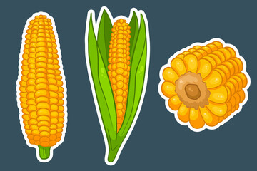 Corn set. Fresh corn cobs with and without leaves.