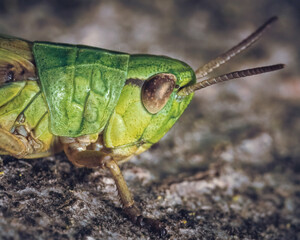 grasshopper on a rock