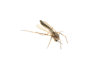 Closeup view of mosquito on white background