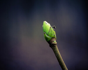 sprout in the forest