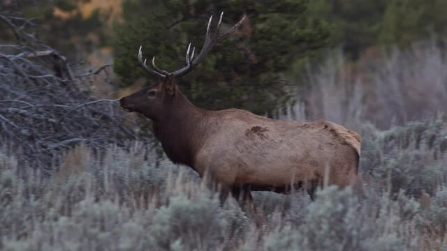 Bull Elk walking through the brush and behind a tree in the Tetons during the rut.