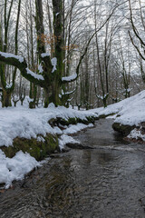 snowy beech forest with a stream crossing it