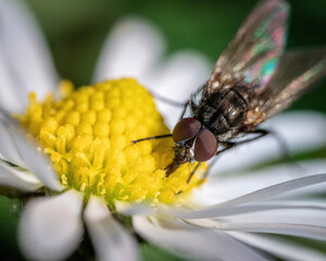 fly on a flower
