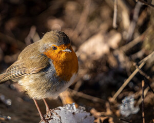 robin on snow