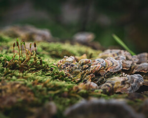 moss on the tree