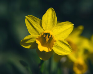 yellow flower in spring