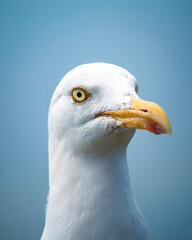 portrait of a seagull