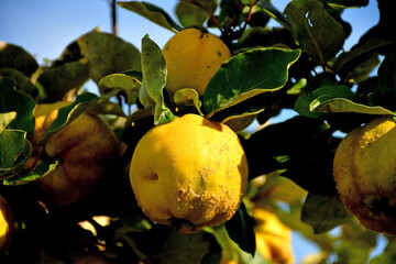 quince, ripe fruits on a tree