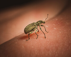 bug on the ground
