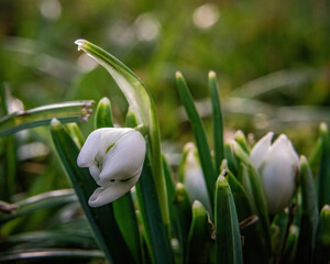 white crocus flower
