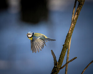 bird at flight