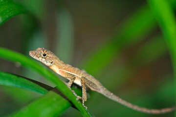 Anole Lizard, Anolis sp.,Tropical Rainforest, Corcovado National Park, Osa Conservation Area, Osa Peninsula, Costa Rica, Central America, America