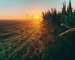 wheat field at sunset