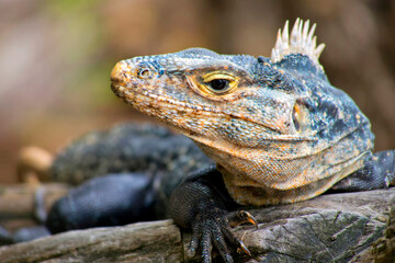 Black Iguana, Black spiny-tailed Iguana, Black Ctenosaur, Ctenosaura similis, Marino Ballena National Park, Pacific Ocean, Uvita de Osa, Puntarenas, Costa Rica, Central America, America