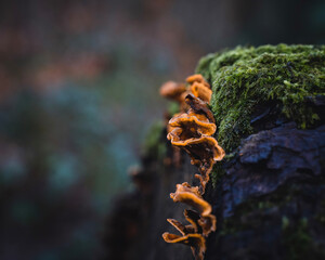 moss on a trunk