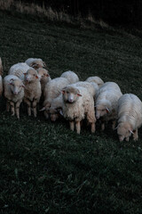 Owieczki na Gubałówce  - obrazy, fototapety, plakaty