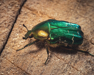 green bug on a ground