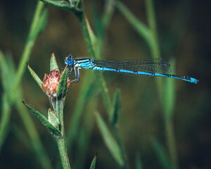 blue dragon fly