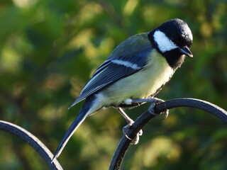 Great Tit Perching